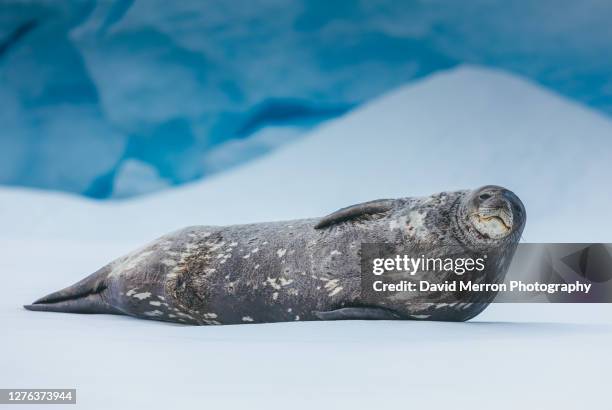 weddell seal looks up while resting on sea ice. - weddell sea - fotografias e filmes do acervo