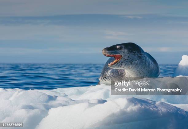 leopard seal shows off its impressive teeth while resting on an iceberg. - leopard seal stock-fotos und bilder