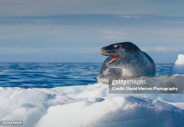 leopard seal shows off its impressive teeth while resting on an iceberg. - leopard seal stockfoto's en -beelden