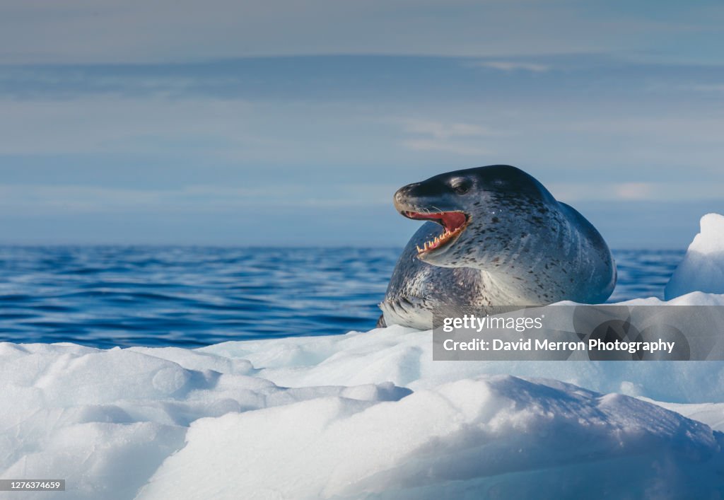 Leopard seal shows off its impressive teeth while resting on an iceberg.
