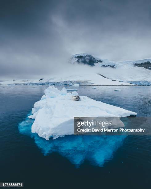 leopard seal on iceberg - leopard seal stock-fotos und bilder