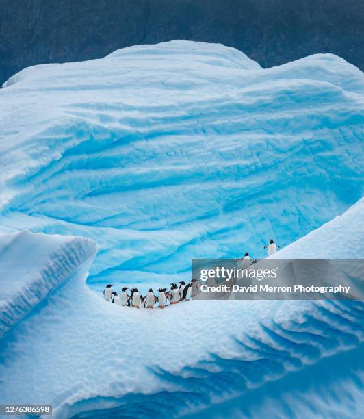 a group of penguins stand atop a vibrant blue iceberg in antarctica - antarctica penguin stock-fotos und bilder