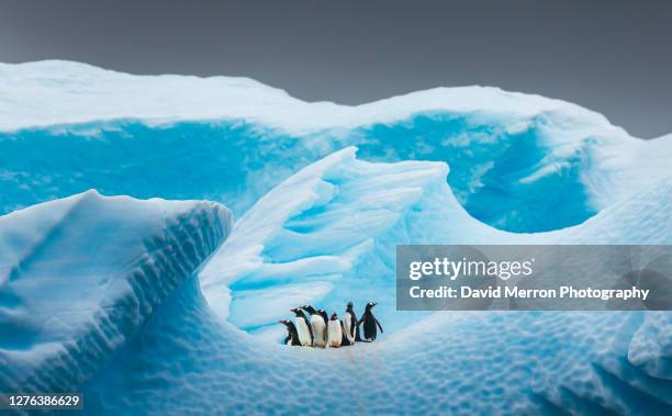 a group of penguins stand atop a vibrant blue iceberg in antarctica - antarctica underwater stock pictures, royalty-free photos & images