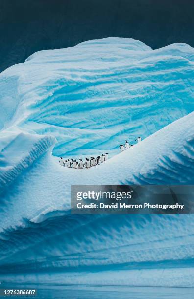 a group of penguins stand atop a vibrant blue iceberg in antarctica - antarktis tiere stock-fotos und bilder