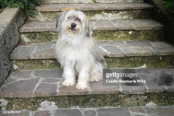 bergamasco sheepdog on stair looking at camera - bergamasco sheepdog stock pictures, royalty-free photos & images