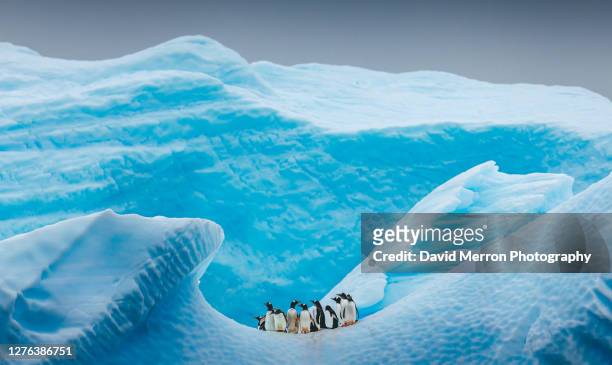 a group of penguins stand atop a vibrant blue iceberg in antarctica - fauna silvestre fotografías e imágenes de stock