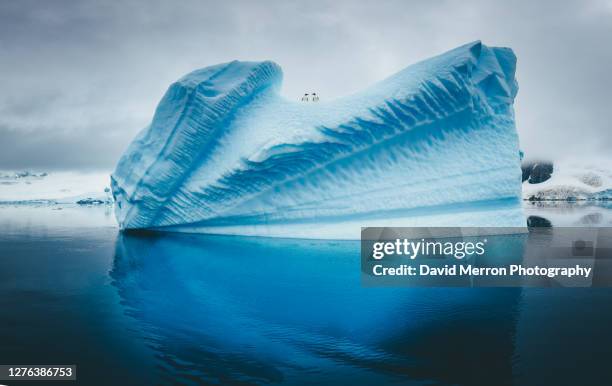 a group of penguins stand atop a vibrant blue iceberg in antarctica - antarctica underwater stock pictures, royalty-free photos & images