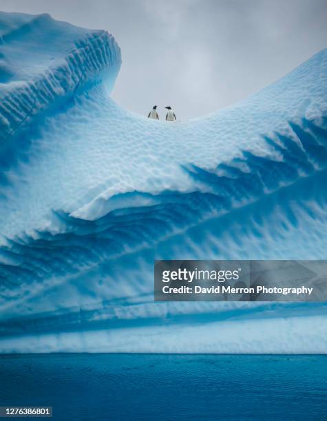 a group of penguins stand atop a vibrant blue iceberg in antarctica - antarctica underwater stock pictures, royalty-free photos & images