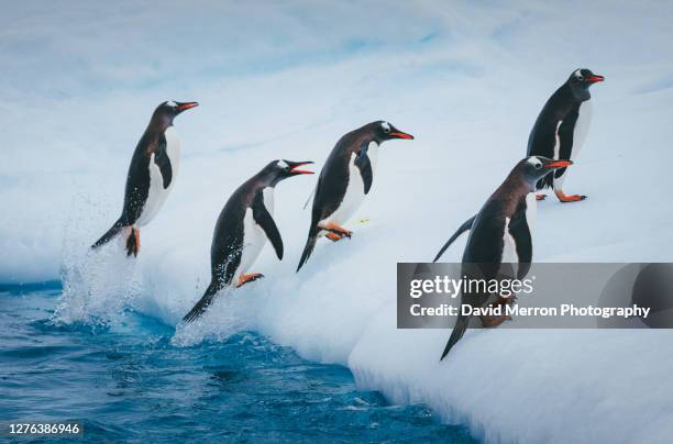 Antarctica Adelie Penguin Photos and Premium High Res Pictures - Getty ...