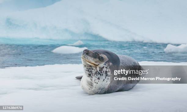 leopard seal resting on an iceberg. - ヒョウアザラシ ストックフォトと画像
