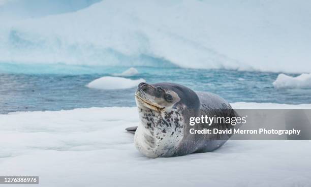 leopard seal resting on an iceberg. - south pole stockfoto's en -beelden