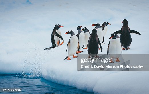 Exploding Penquin Penguin Explodes Out Of The Ocean Antarctica High-Res Stock Photo ...