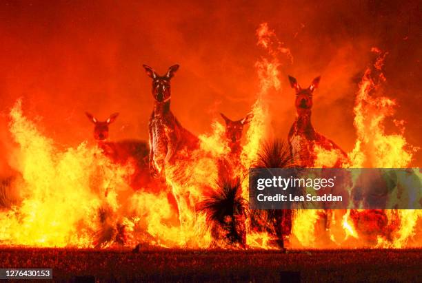 australian fire devastation - australia fire - fotografias e filmes do acervo