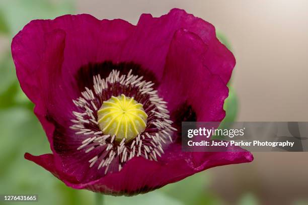 close-up image of the beautiful burgundy red, vibrant summer flower of the opium poppy - papaver somniferum - opium 個照片及圖片檔