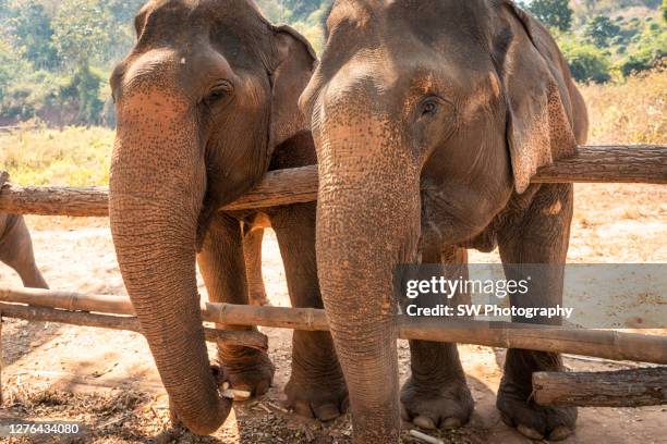 482 Elephant Hair Photos and Premium High Res Pictures - Getty Images 482 Elephant Hair Photos and Premium High Res Pictures - Getty Images