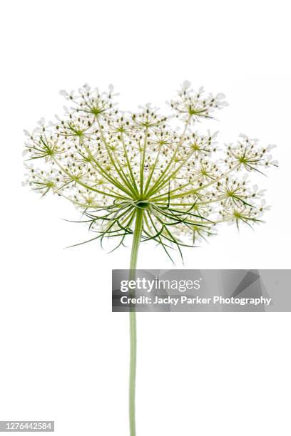 close-up, high-key image of the beautiful queen anne's lace also known as daucus carota - flowerbed isolated stock pictures, royalty-free photos & images