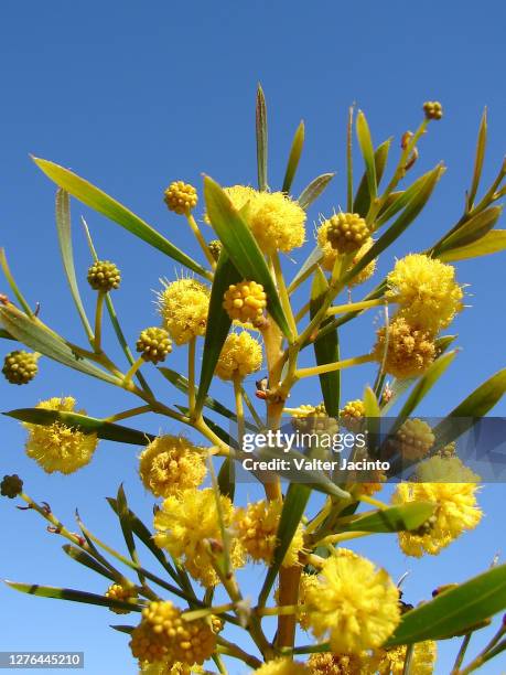 golden wreath wattle (acacia saligna) - acacia saligna stock pictures, royalty-free photos & images