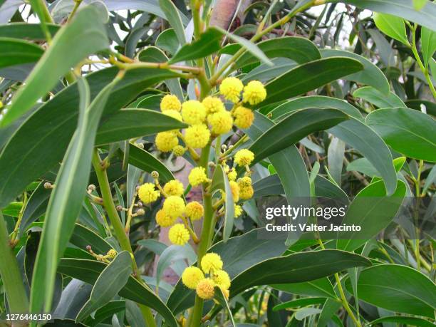 golden wreath wattle (acacia saligna) - acacia saligna stock pictures, royalty-free photos & images