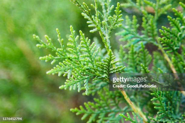 thuja - american arborvitae stock pictures, royalty-free photos & images