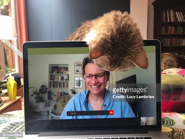 video call with cat joining in - vida real imagens e fotografias de stock