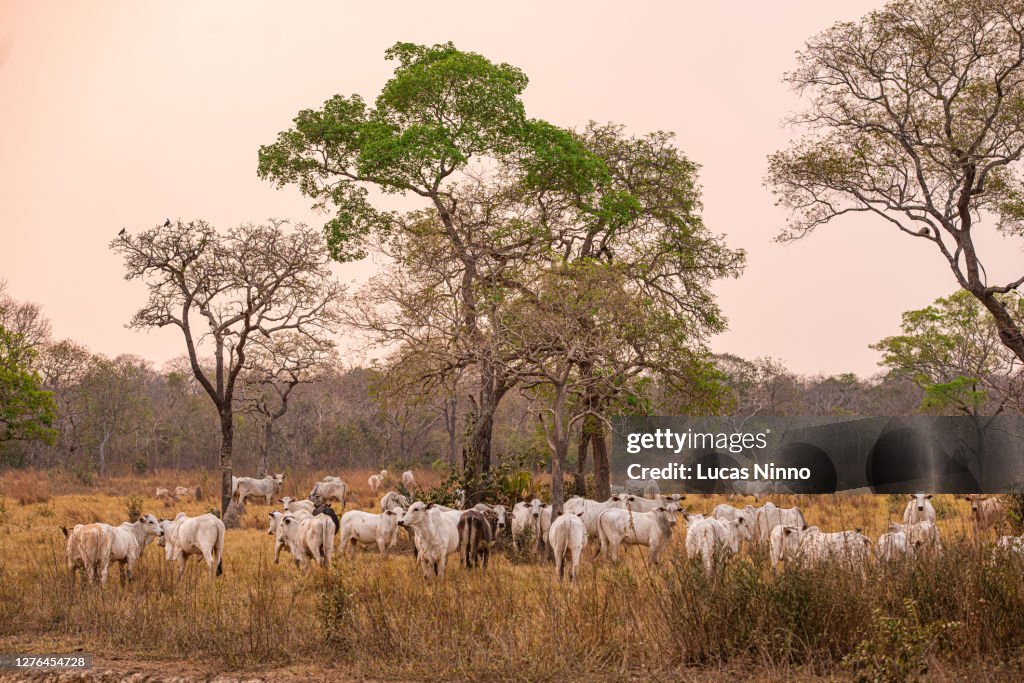 Herd of Nellore Cattle in Pantanal Wetlands
