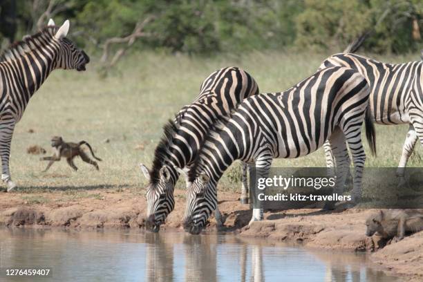 zebra´s at thornybush nature reserve, south africa - wildlife reserve stock pictures, royalty-free photos & images