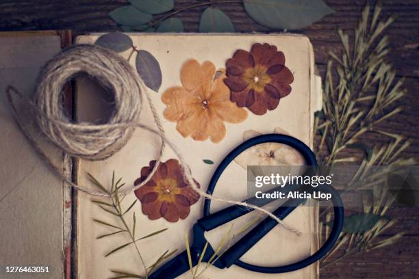 pressed flowers - herbarium stock pictures, royalty-free photos & images