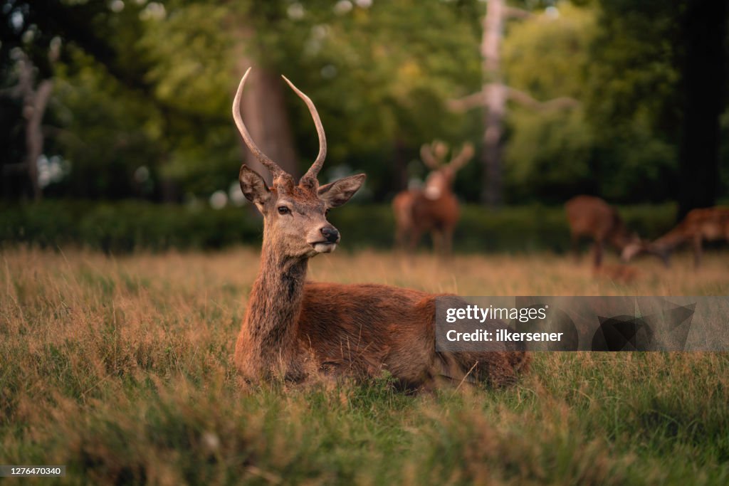Deer
