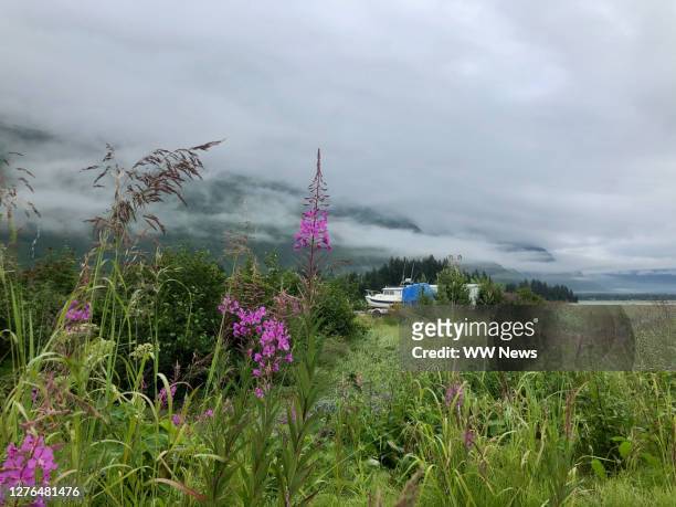 motorhome, mountain clouds and fireweed flowers in alaska - adelfilla enana fotografías e imágenes de stock