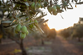 Green, organic olive tree at sunset