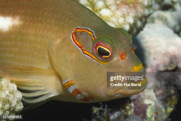 arc-eye hawkfish close-up - arc eye hawkfish stock pictures, royalty-free photos & images