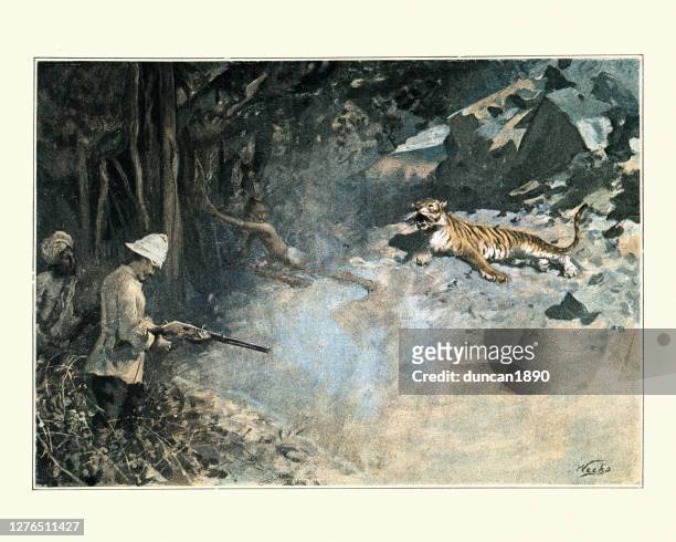 victorian big game hunter shooting a tiger, india, 19th century - animals hunting stock illustrations