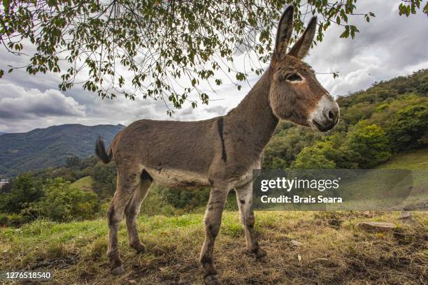 donkey or ass (equus africanus asinus) behind a wood fence - donkey stock-fotos und bilder