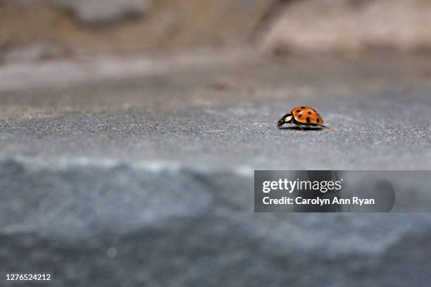 ladybug on concrete - the beetle stock pictures, royalty-free photos & images