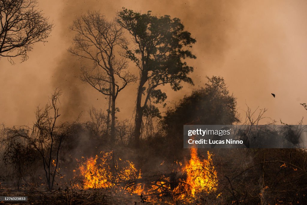 Forest fires in Pantanal wetlands