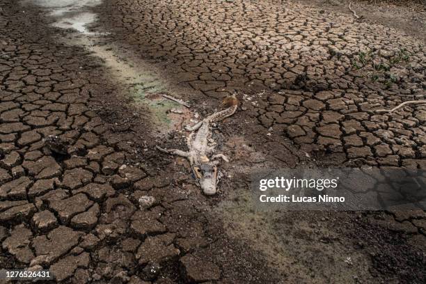 alligator killed due to drought in the pantanal - pantanal wetlands foto e immagini stock