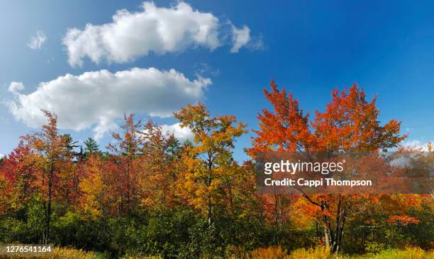 beautiful autumn foliage along roadside near jay, maine usa during september 2020 - gaai stockfoto's en -beelden