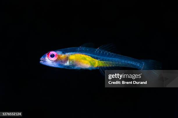 pinkeye goby - bryaninops natans - trimma okinawae stock pictures, royalty-free photos & images