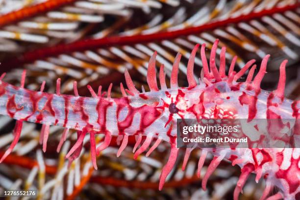 ornate ghost pipefish - solenostomus paradoxus - face - robust ghost pipefish stock pictures, royalty-free photos & images