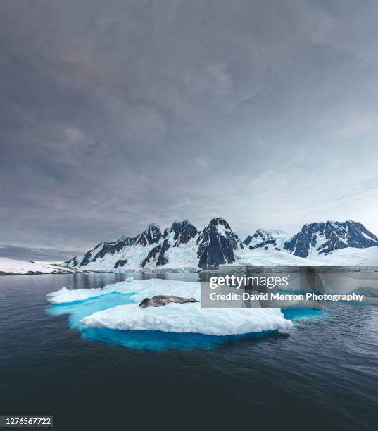 leopard seal resting on iceberg - leopard seal stock-fotos und bilder