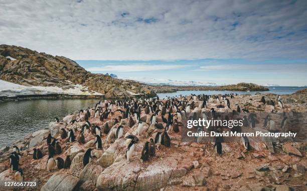 adelie penguin colony in antarctica - adelie penguin stock pictures, royalty-free photos & images