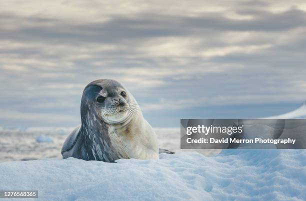weddell seal resting on ice - weddellzeehond stockfoto's en -beelden