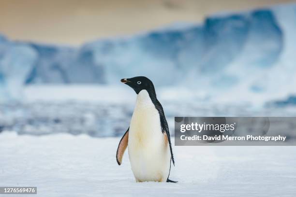 adélie penguin on sea ice - south pole stock pictures, royalty-free photos & images