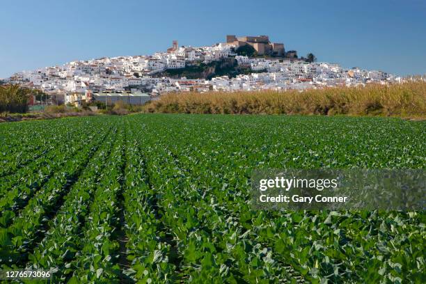 cabbage field below town and castle of salobreña spain - salobreña stock pictures, royalty-free photos & images