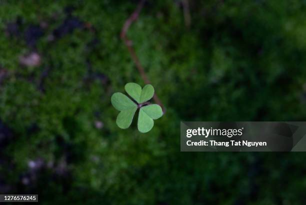 small green leave in moss - holy trinity stock pictures, royalty-free photos & images