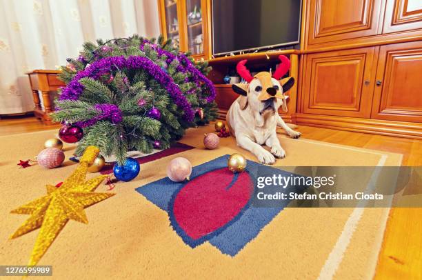 dog looking guilty near fallen christmas tree - caught in the act fotografías e imágenes de stock