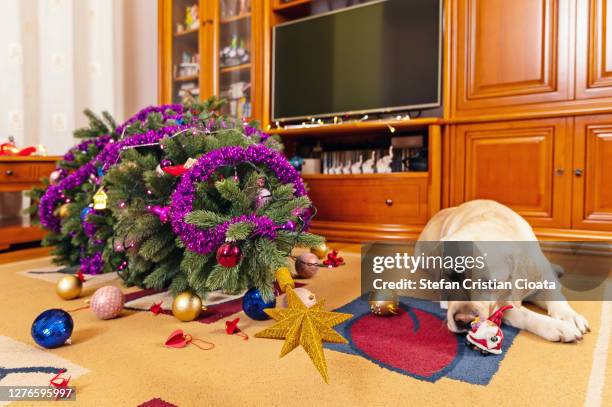 dog looking guilty near fallen christmas tree - broken christmas bauble stock pictures, royalty-free photos & images