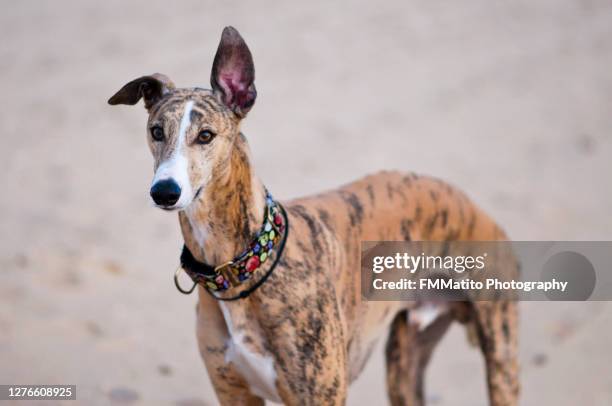 galgo en la playa - greyhounds imagens e fotografias de stock