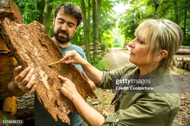 deforestation. environmentalist giving a lecture about bark beetle. - environmentalist stock pictures, royalty-free photos & images