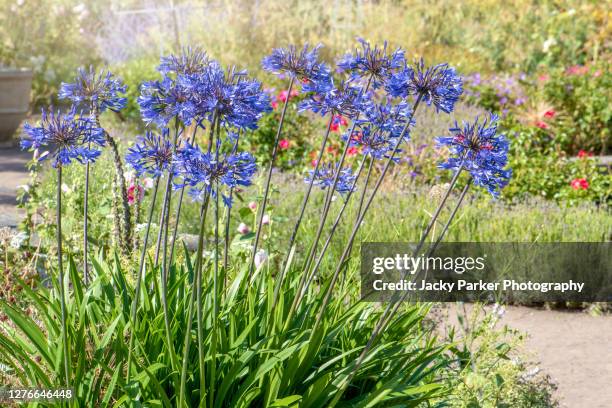 close-up image of the beautiful deep blue agapanthus summer flowers also known as the african lily - african lily stock-fotos und bilder